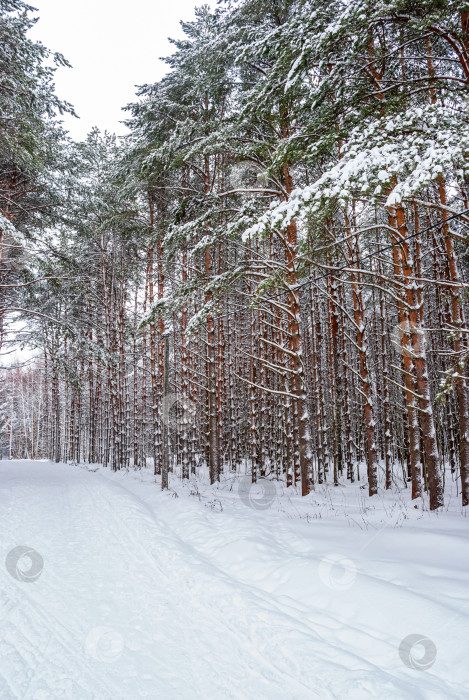 Скачать Зимний пейзаж в сосновом лесу. Заснеженные сосны в морозный день. фотосток Ozero