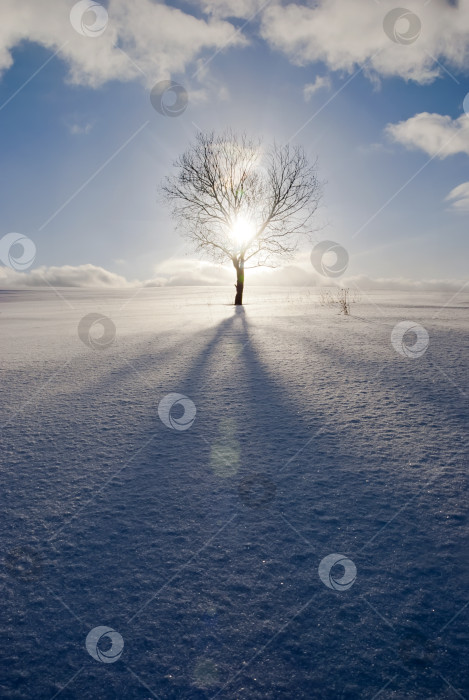Скачать Зимний пейзаж морозным вечером. Одинокое дерево на заснеженном поле в лучах солнца на фоне голубого неба с облаками. фотосток Ozero