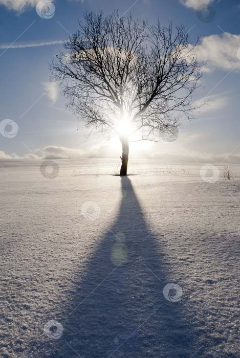 Скачать Зимний пейзаж морозным вечером. Одинокое дерево на заснеженном поле в лучах солнца на фоне голубого неба с облаками. фотосток Ozero