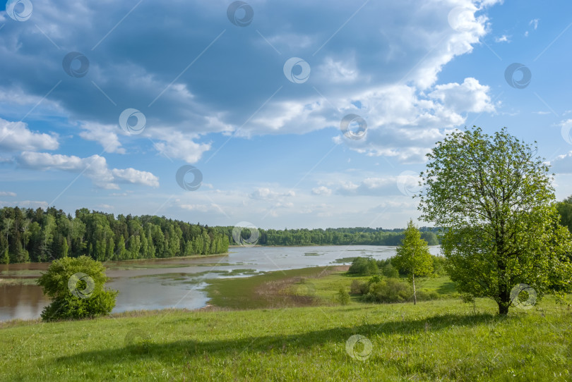 Скачать Летний пейзаж. Луг, пруд и деревья на фоне голубого неба с красивыми кучками облаков. фотосток Ozero