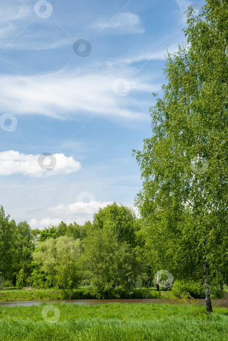 Скачать Летний пейзаж. Луг и деревья на фоне голубого неба с красивыми кучками облаков. фотосток Ozero
