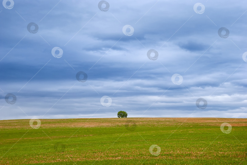 Скачать Одинокое дерево на горизонте поля с грозовым небом. Весенний пейзаж. Минимализм. фотосток Ozero