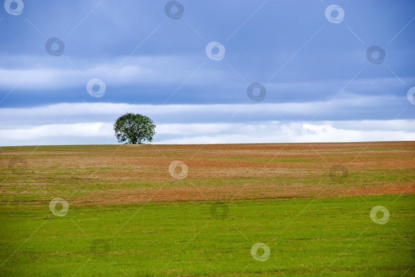 Скачать Одинокое дерево на горизонте поля с грозовым небом. Весенний пейзаж. Минимализм. фотосток Ozero