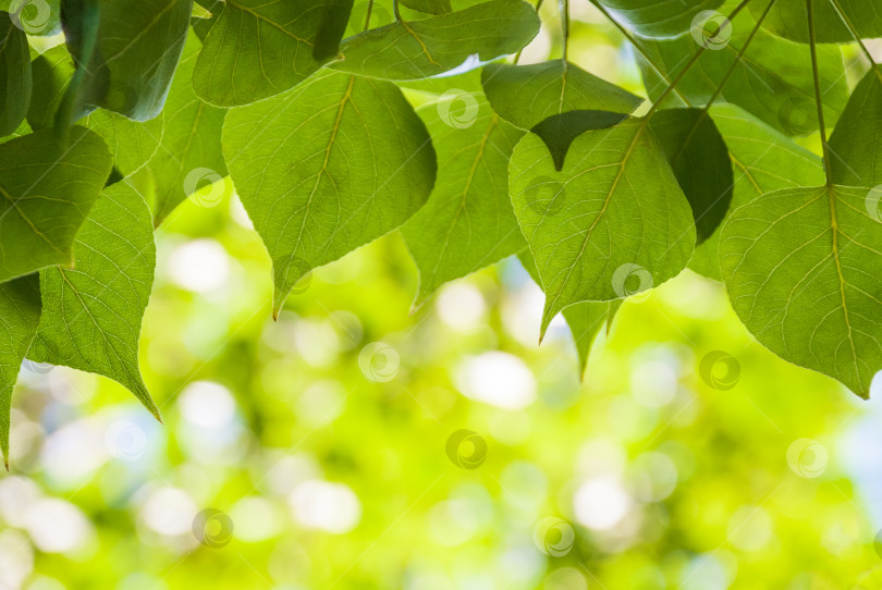 Скачать Зеленые весенние листочки на естественном желто-зеленом фоне фотосток Ozero