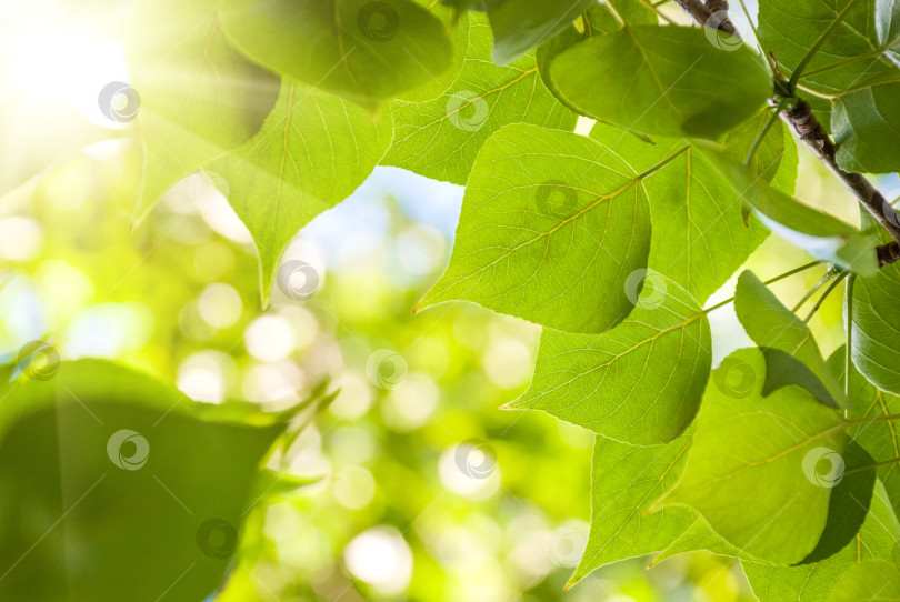 Скачать Зеленые весенние листочки на естественном желто-зеленом фоне фотосток Ozero