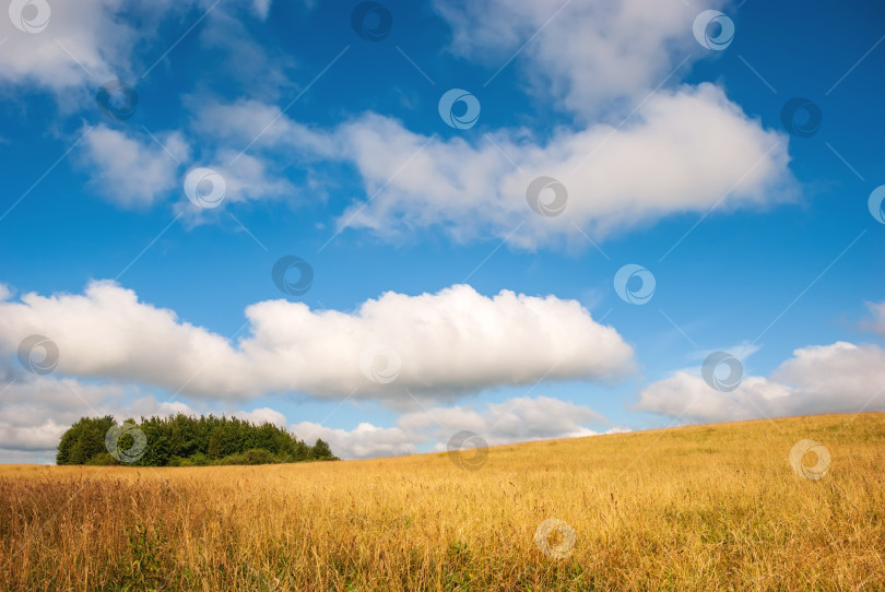 Скачать Весенний сельский пейзаж. Золотистая трава, голубое небо и куча красивых облаков. фотосток Ozero