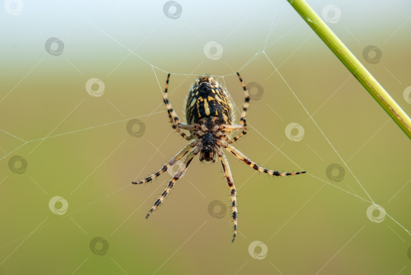 Скачать Паук на зеленом размытом фоне плетет паутину. фотосток Ozero