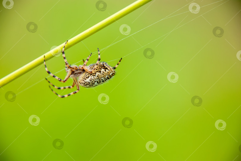 Скачать Паук на зеленом размытом фоне плетет паутину. фотосток Ozero