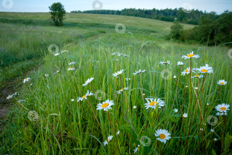 Скачать Весенний утренний пейзаж с ромашковым полем. фотосток Ozero