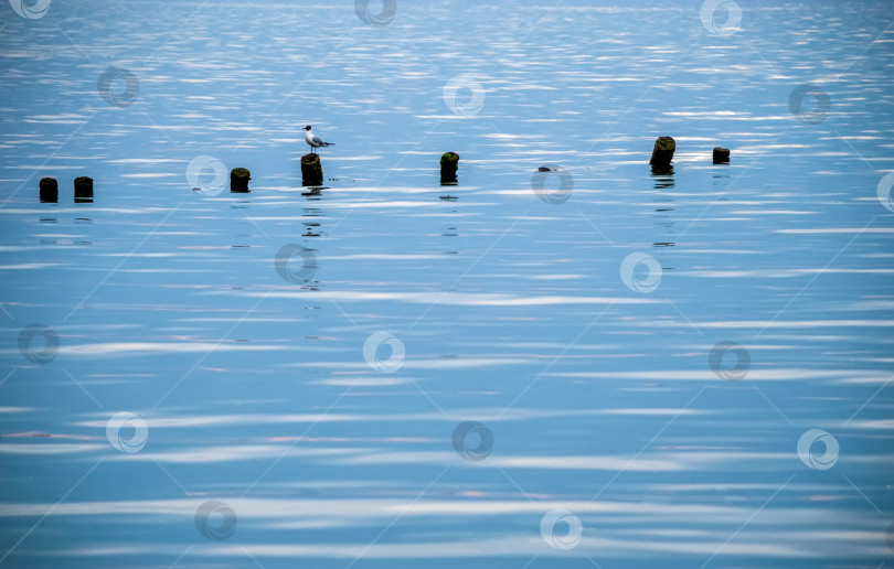 Скачать На фоне бирюзовой воды на столбах сидит чайка. фотосток Ozero