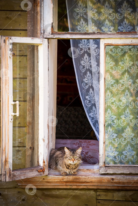 Скачать Кот лежит на подоконнике открытого старого деревянного окна и смотрит в камеру. фотосток Ozero