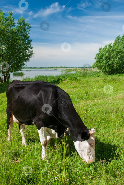 Скачать Черно-белая корова пасется на лугу и ест зеленую траву. Солнечный день фотосток Ozero