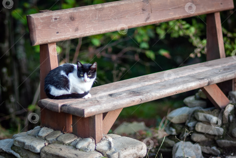 Скачать Черно-белый кот сидит на деревянной лавке. фотосток Ozero