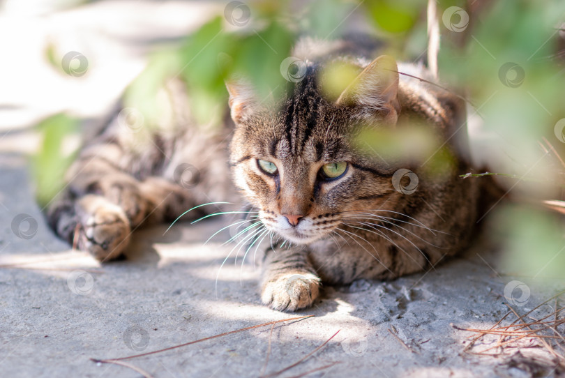 Скачать Серый кот на улице лежит на асфальте под кустом и наблюдает за прохожими. фотосток Ozero