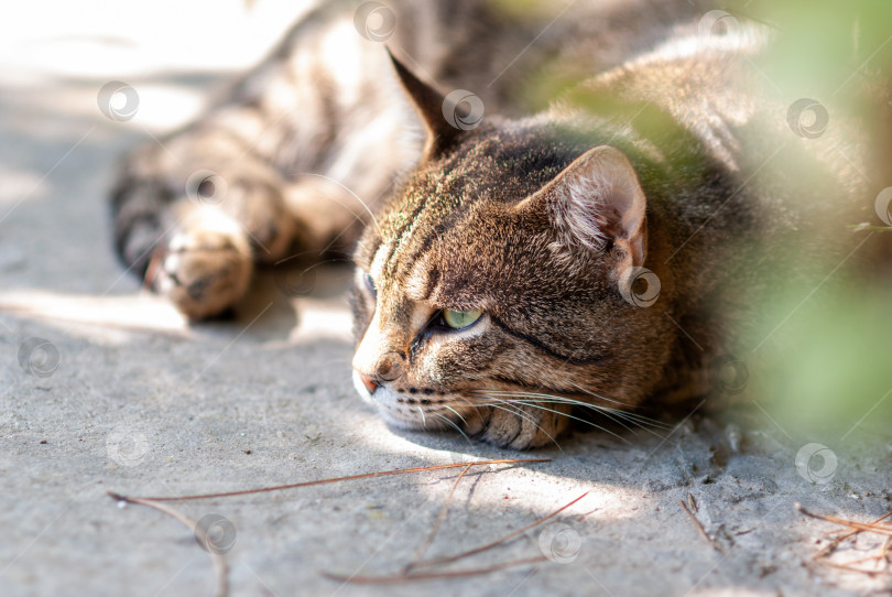 Скачать Серая кошка на улице лежит на асфальте под кустом и наблюдает за прохожими. фотосток Ozero