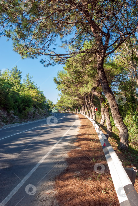 Скачать Горный пейзаж. Горная дорога, уходящая вдаль на фоне голубого неба и сосен. фотосток Ozero