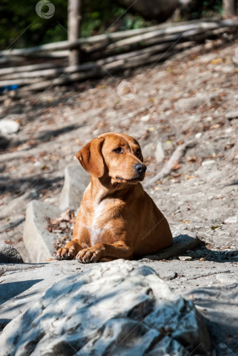 Скачать Рыжая охотничья собака лежит на камнях и греется на солнце фотосток Ozero