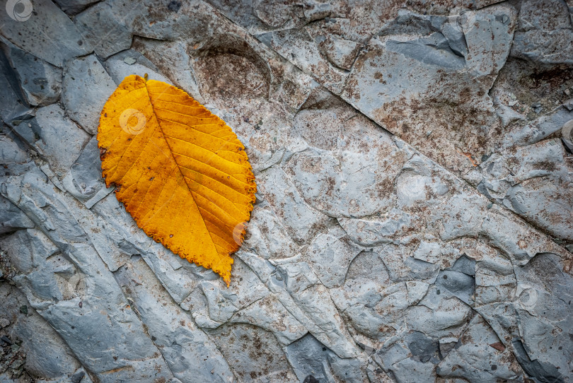Скачать Текстурированный фон скалы и желтый лист осины фотосток Ozero