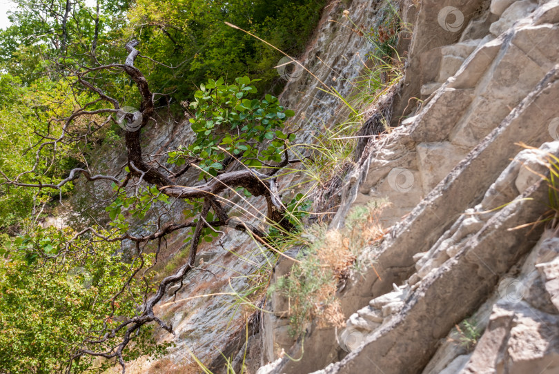 Скачать Горный пейзаж. Дерево, растущее из скал. фотосток Ozero