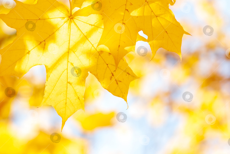 Скачать Желтые кленовые листья на желто-голубом размытом фоне. фотосток Ozero