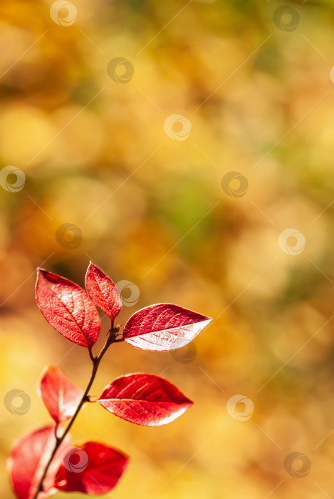 Скачать Ветка с красными листьями на размытом осеннем золотистом фоне. фотосток Ozero