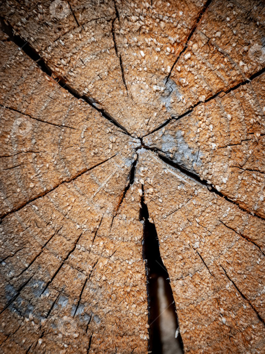 Скачать Фотография среза дерева в качестве фонового изображения. фотосток Ozero