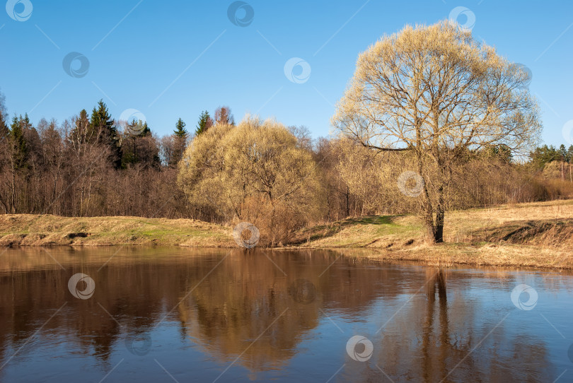 Скачать Весенний пейзаж. Река, чистое голубое небо и кроны деревьев без листьев. фотосток Ozero
