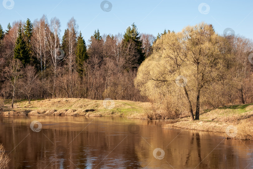 Скачать Весенний пейзаж. Река, чистое голубое небо и кроны деревьев без листьев. фотосток Ozero
