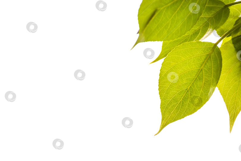 Скачать Ветка с зелеными листьями на белом изолированном фоне. фотосток Ozero