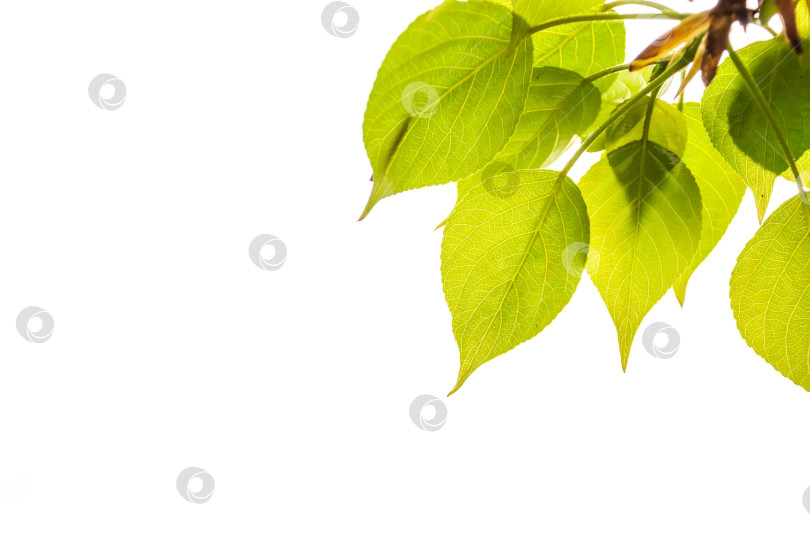 Скачать Ветка с зелеными листьями на белом изолированном фоне. фотосток Ozero