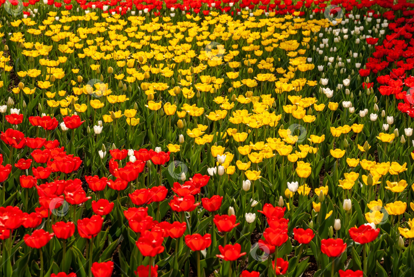 Скачать Красивые весенние цветы - красные и желтые тюльпаны фотосток Ozero
