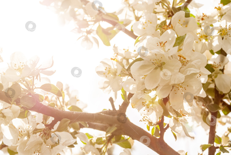 Скачать Распустившиеся цветы яблони в лучах солнечного света. фотосток Ozero