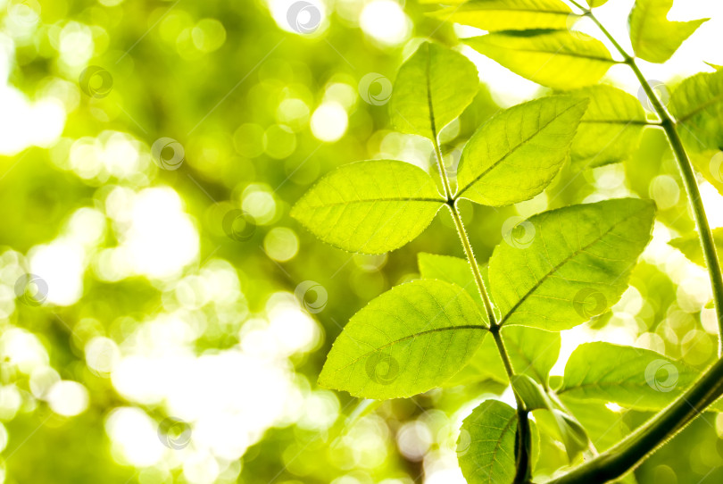 Скачать Зеленые молодые листья в лучах солнца на размытом фоне фотосток Ozero