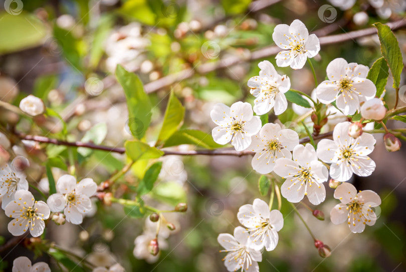 Скачать Распустившиеся цветы яблони в лучах солнечного света. фотосток Ozero