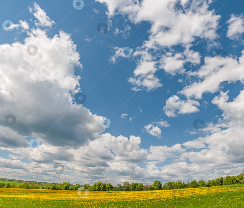 Скачать Лето, сельский пейзаж. Поле желтых одуванчиков и на заднем плане голубое небо с белыми кучками облаков. Панорама. фотосток Ozero