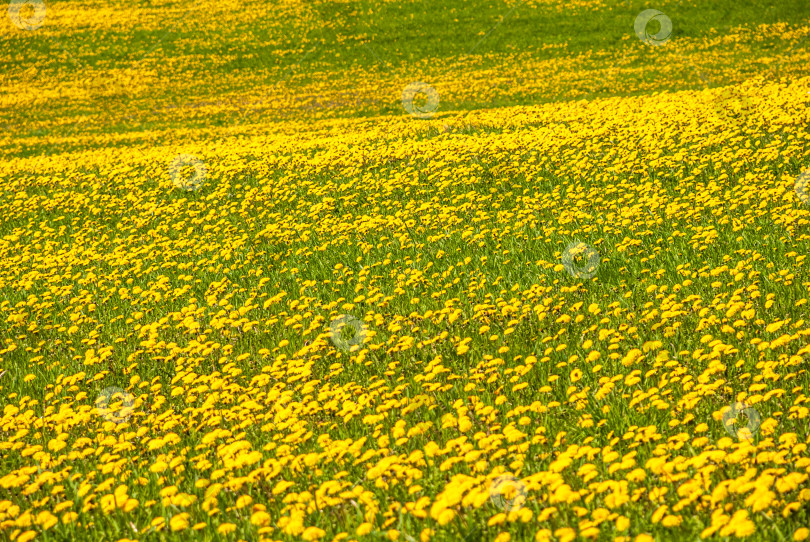 Скачать Лето, сельский пейзаж. Поле желтых одуванчиков. Цветы крупным планом. фотосток Ozero