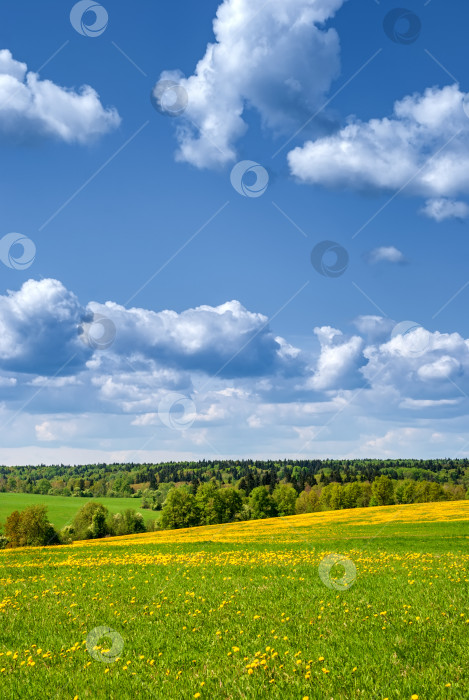 Скачать Лето, сельский пейзаж. Поле желтых одуванчиков и на заднем плане голубое небо с белыми кучками облаков фотосток Ozero