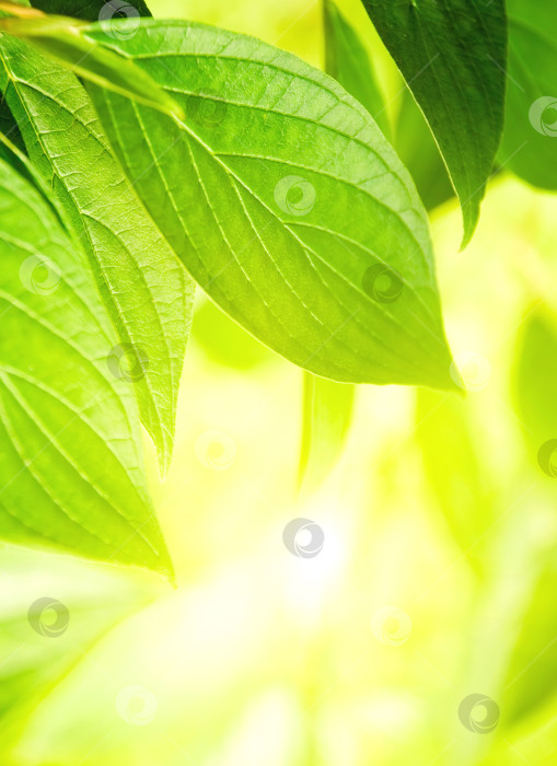 Скачать Зеленые молодые листья в лучах солнца на размытом фоне фотосток Ozero