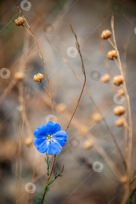 Скачать Австрийский лен. Красивый дикий цветок на естественном размытом фоне. фотосток Ozero