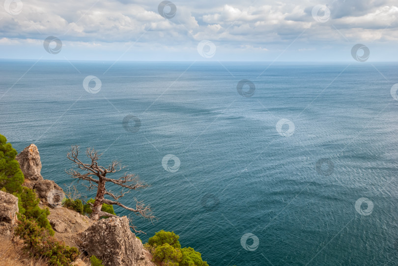 Скачать Крымский бонсай - сосна Палласа (крымская сосна) на фоне гор и Черного моря фотосток Ozero