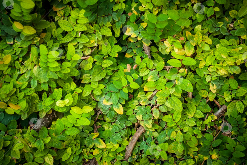 Скачать Естественный текстурный фон из веток и листьев дерева. фотосток Ozero