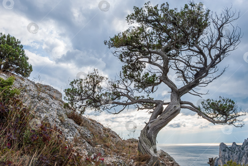 Скачать Крымский бонсай - сосна Палласа (крымская сосна) на фоне гор и Черного моря фотосток Ozero