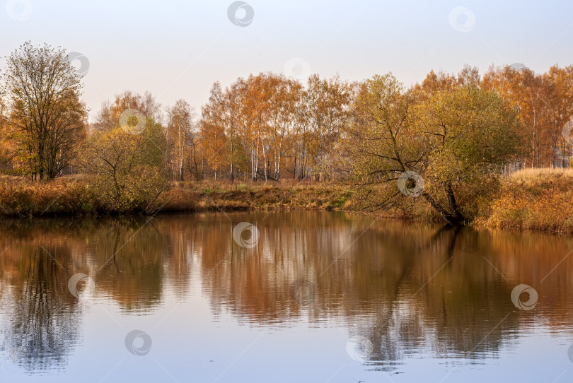 Скачать Осенний пейзаж. Золотистые деревья на берегу озера. фотосток Ozero