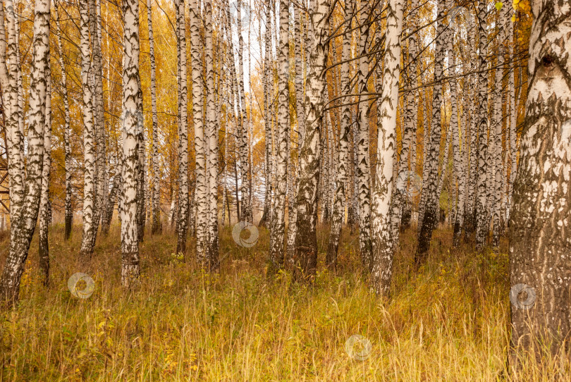 Скачать Осенний черно-белый пейзаж лесного массива березы фотосток Ozero