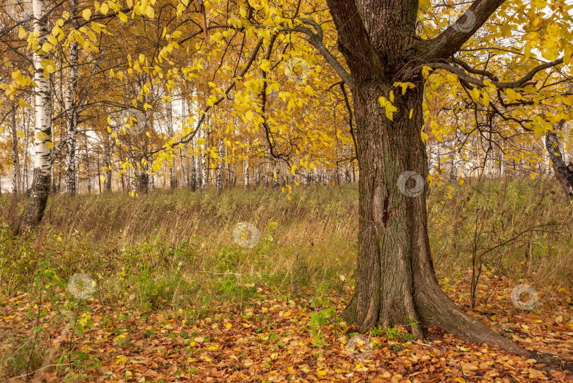Скачать Осенний черно-белый пейзаж лесного массива березы фотосток Ozero