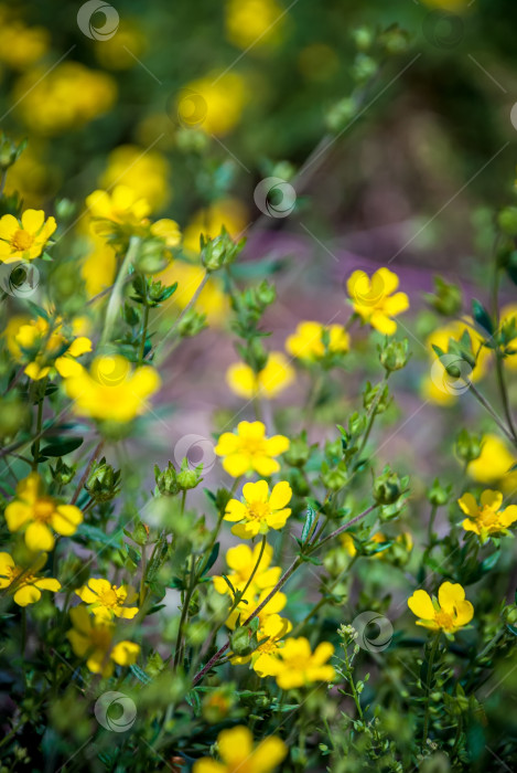 Скачать Красивые полевые цветы на размытом естественном фоне. Макросъемка. фотосток Ozero