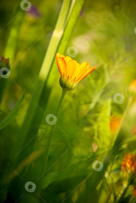 Скачать Ярко-оранжевые цветы календулы (Calendula officinalis, календула комнатная, красноперка). Естественный цветочный фон фотосток Ozero