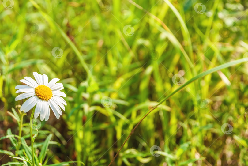 Скачать Поле ромашек в солнечный день на природе. Цветы ромашки, полевые цветы, цветы ромашки, весенний день фотосток Ozero