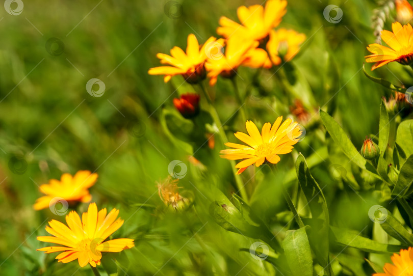 Скачать Ярко-оранжевые цветы календулы (Calendula officinalis, календула комнатная, красноперка). Естественный цветочный фон фотосток Ozero