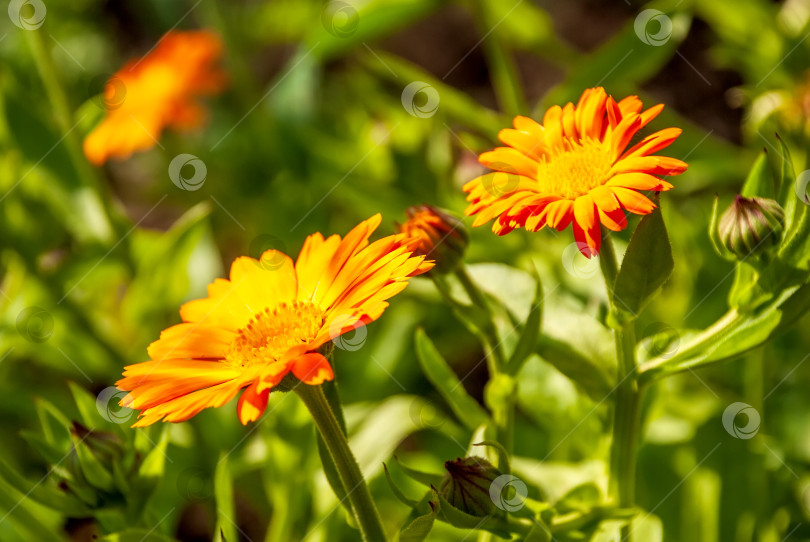 Скачать Ярко-оранжевые цветы календулы (Calendula officinalis, календула комнатная, красноперка). Естественный цветочный фон фотосток Ozero